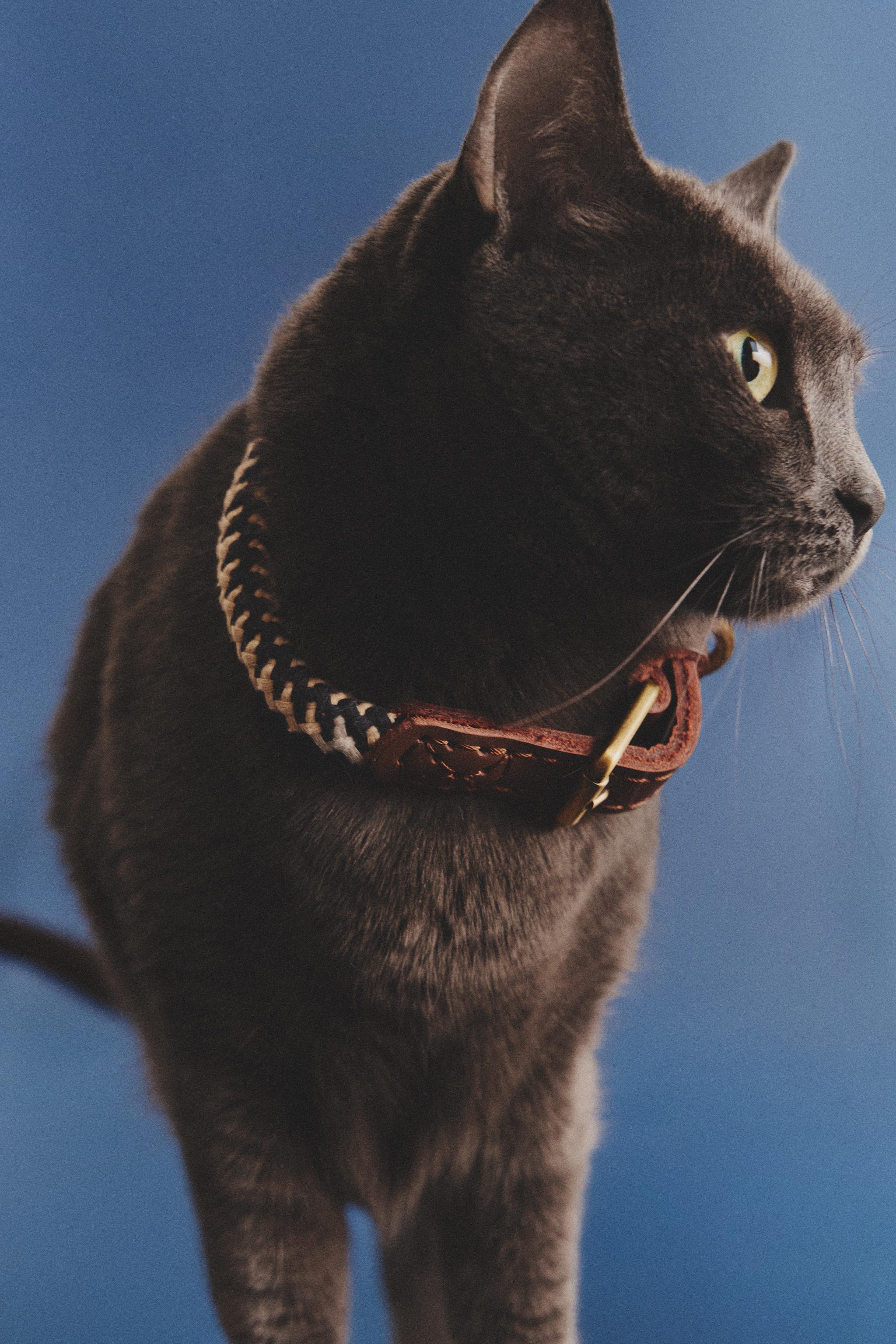 COLLIER CORDE POUR ANIMAUX DE COMPAGNIE